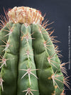 Melocactus violaceus collector cactus grown organically at TOMs FLOWer CLUB