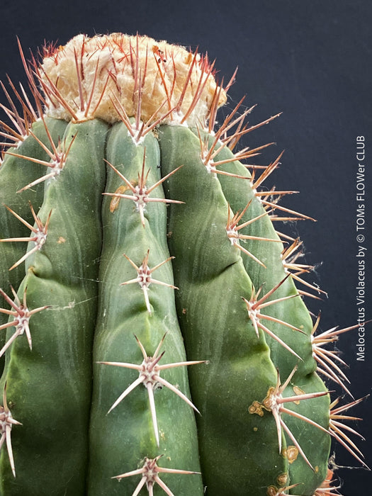 Melocactus violaceus collector cactus grown organically at TOMs FLOWer CLUB