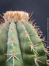 Melocactus violaceus collector cactus grown organically at TOMs FLOWer CLUB