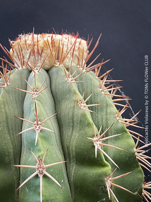 Melocactus violaceus collector cactus grown organically at TOMs FLOWer CLUB