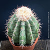 Mature Melocactus violaceus with symmetrical ribbed cactus body.