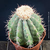 Organically grown Melocactus violaceus with strong natural growth