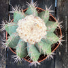 Premium Melocactus violaceus from TOMs FLOWer CLUB cactus collection