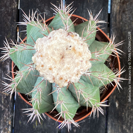 Premium Melocactus violaceus from TOMs FLOWer CLUB cactus collection