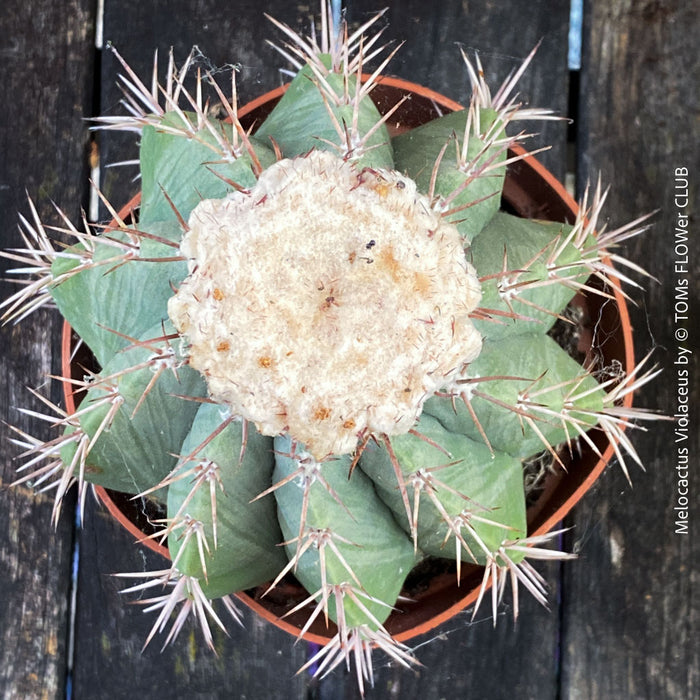 Premium Melocactus violaceus from TOMs FLOWer CLUB cactus collection