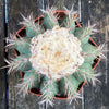 Premium Melocactus violaceus from TOMs FLOWer CLUB cactus collection