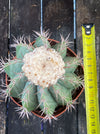 Premium Melocactus violaceus from TOMs FLOWer CLUB cactus collection