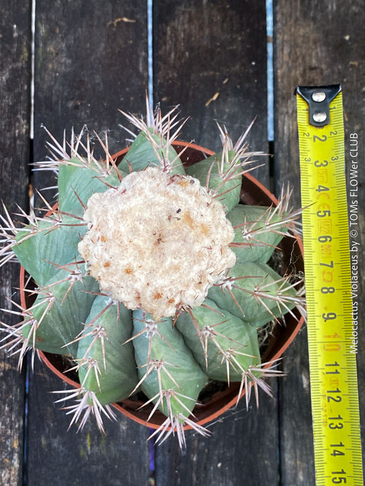 Premium Melocactus violaceus from TOMs FLOWer CLUB cactus collection