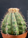 Organically grown Melocactus violaceus with strong natural growth