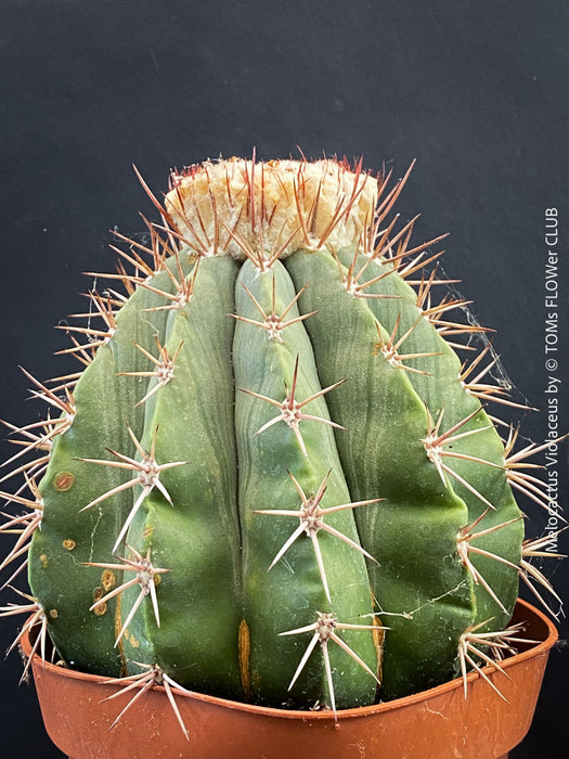 Organically grown Melocactus violaceus with strong natural growth
