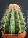 Organically grown Melocactus violaceus with strong natural growth