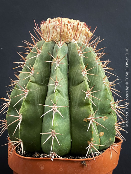 Organically grown Melocactus violaceus with strong natural growth