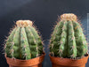 Organically grown Melocactus violaceus with strong natural growth