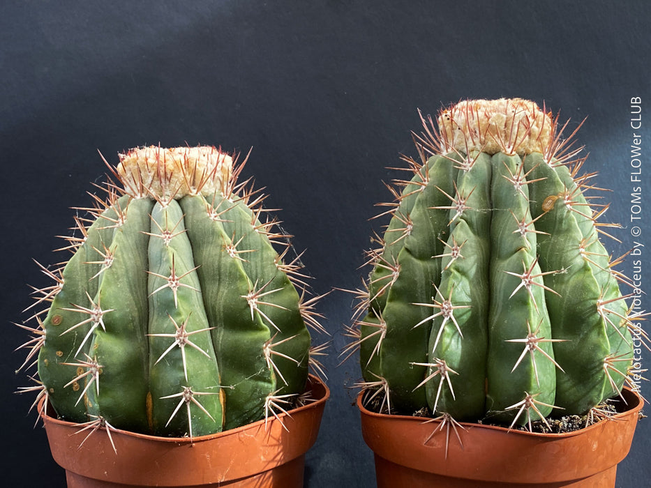 Organically grown Melocactus violaceus with strong natural growth