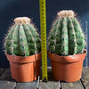 Organically grown Melocactus violaceus with strong natural growth