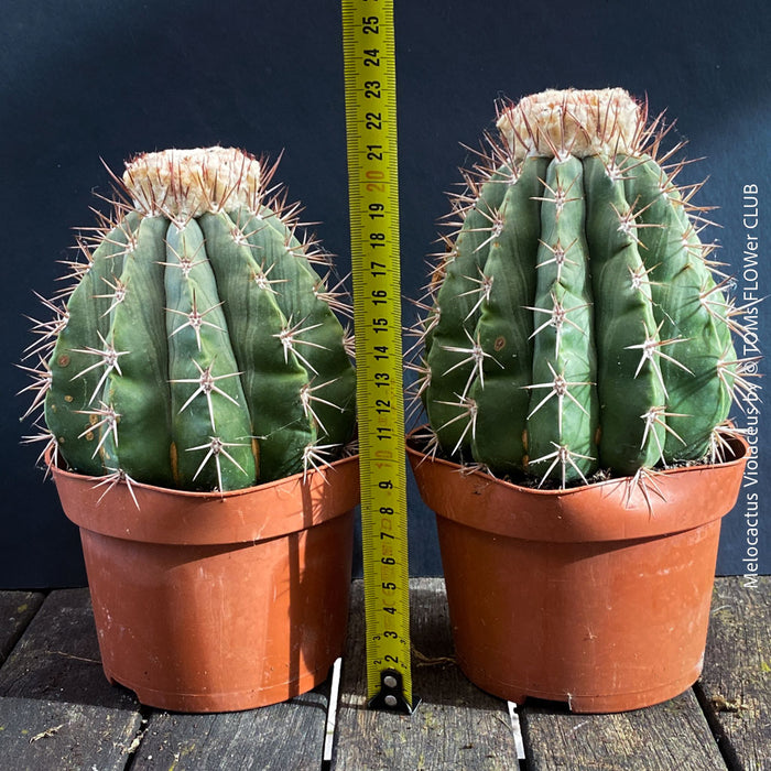 Organically grown Melocactus violaceus with strong natural growth