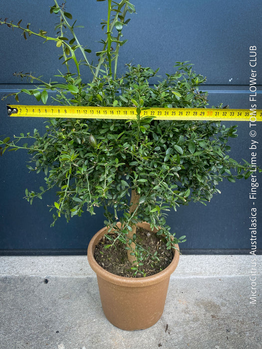 MicroCitrus Australasica, Finger Lime, Lime Caviar, Lime Pearls, Australische, organically grown tropical citrus plants for sale at TOMs FLOWer CLUB.