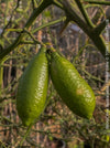 Two green citrus fruits hanging from a branch with a blurred natural background.