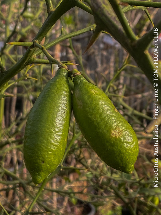 Two green citrus fruits hanging from a branch with a blurred natural background.