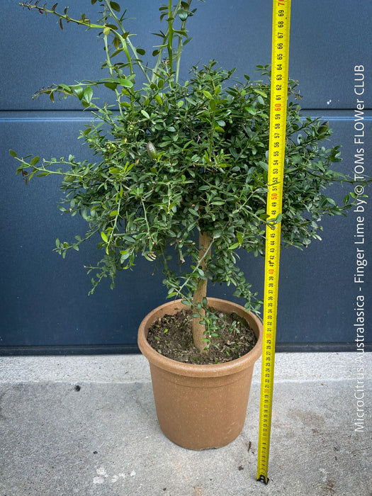 MicroCitrus Australasica, Finger Lime, Lime Caviar, Lime Pearls, Australische, organically grown tropical citrus plants for sale at TOMs FLOWer CLUB.