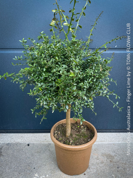 MicroCitrus Australasica, Finger Lime, Lime Caviar, Lime Pearls, Australische, organically grown tropical citrus plants for sale at TOMs FLOWer CLUB.
