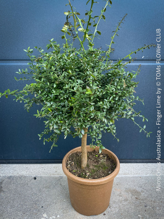 MicroCitrus Australasica, Finger Lime, Lime Caviar, Lime Pearls, Australische, organically grown tropical citrus plants for sale at TOMs FLOWer CLUB.