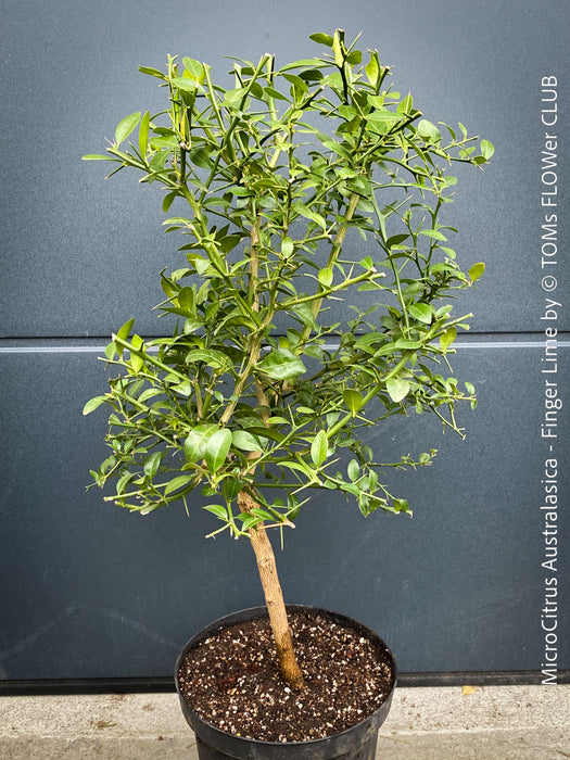 MicroCitrus Australasica, MicroCitrus, Finger Lime, Lime Caviar, Lime Pearls, Australische Fingerlimette oder Fingerförmige Australische Limette, Finger Lime, Fingerling, Limetten-Kaviar, Lime Caviar, Limepearls, organically grown tropical citrus plants for sale at TOMs FLOWer CLUB.