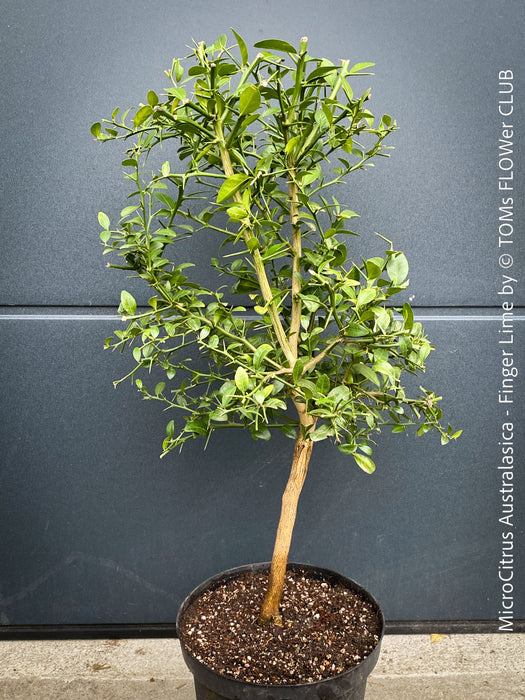 MicroCitrus Australasica, MicroCitrus, Finger Lime, Lime Caviar, Lime Pearls, Australische Fingerlimette oder Fingerförmige Australische Limette, Finger Lime, Fingerling, Limetten-Kaviar, Lime Caviar, Limepearls, organically grown tropical citrus plants for sale at TOMs FLOWer CLUB.