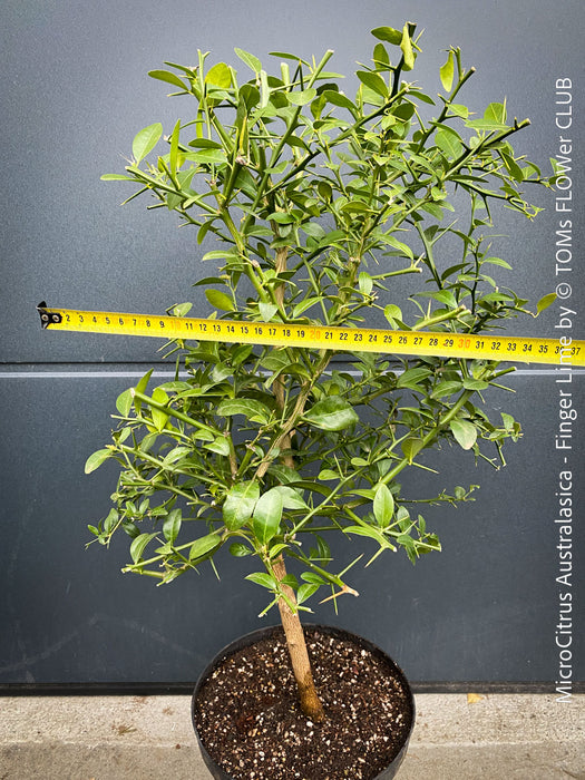 MicroCitrus Australasica, MicroCitrus, Finger Lime, Lime Caviar, Lime Pearls, Australische Fingerlimette oder Fingerförmige Australische Limette, Finger Lime, Fingerling, Limetten-Kaviar, Lime Caviar, Limepearls, organically grown tropical citrus plants for sale at TOMs FLOWer CLUB.