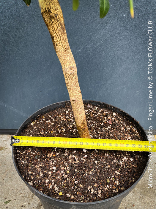 MicroCitrus Australasica, MicroCitrus, Finger Lime, Lime Caviar, Lime Pearls, Australische Fingerlimette oder Fingerförmige Australische Limette, Finger Lime, Fingerling, Limetten-Kaviar, Lime Caviar, Limepearls, organically grown tropical citrus plants for sale at TOMs FLOWer CLUB.