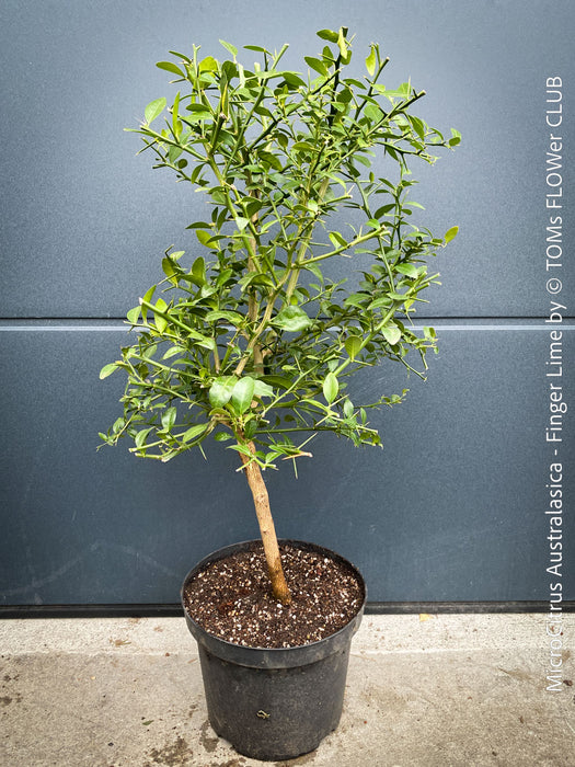 MicroCitrus Australasica, MicroCitrus, Finger Lime, Lime Caviar, Lime Pearls, Australische Fingerlimette oder Fingerförmige Australische Limette, Finger Lime, Fingerling, Limetten-Kaviar, Lime Caviar, Limepearls, organically grown tropical citrus plants for sale at TOMs FLOWer CLUB.