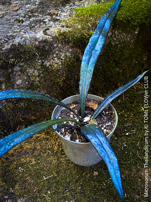 Microsorum Thailandicum, Ölfarn, Thai Fern, cobalt blue leaf, organically grown tropical plants for sale at TOMs FLOWer CLUB.