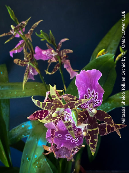 Miltassia Shelob Tolkien, brown burgundy flowering fragrant orchid, organically grown tropical plants for sale at TOMs FLOWer CLUB