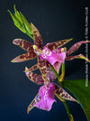 Miltassia Shelob Tolkien, brown burgundy flowering fragrant orchid, organically grown tropical plants for sale at TOMs FLOWer CLUB