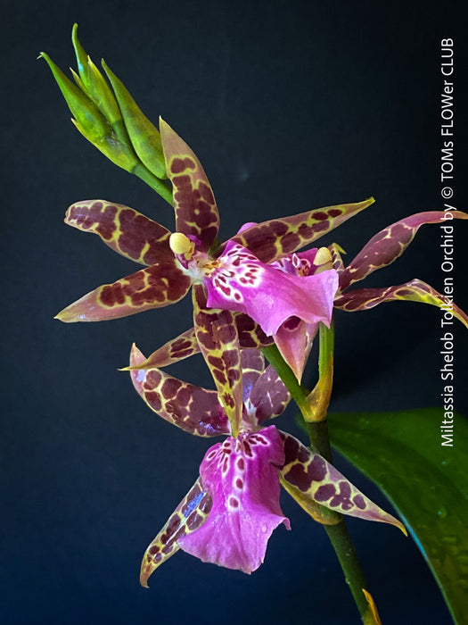 Miltassia Shelob Tolkien, brown burgundy flowering fragrant orchid, organically grown tropical plants for sale at TOMs FLOWer CLUB