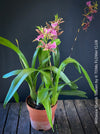 Miltassia Shelob Tolkien, brown burgundy flowering fragrant orchid, organically grown tropical plants for sale at TOMs FLOWer CLUB