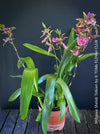 Miltassia Shelob Tolkien, brown burgundy flowering fragrant orchid, organically grown tropical plants for sale at TOMs FLOWer CLUB