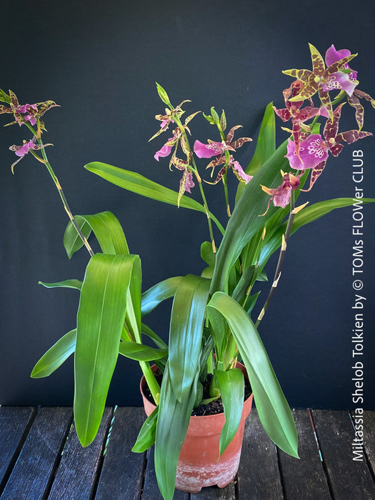 Miltassia Shelob Tolkien, brown burgundy flowering fragrant orchid, organically grown tropical plants for sale at TOMs FLOWer CLUB