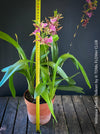 Miltassia Shelob Tolkien, brown burgundy flowering fragrant orchid, organically grown tropical plants for sale at TOMs FLOWer CLUB