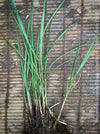 Miscanthus sinensis Ferner Osten ornamental grass with red flower plumes for sale at TOMs FLOWer CLUB.
