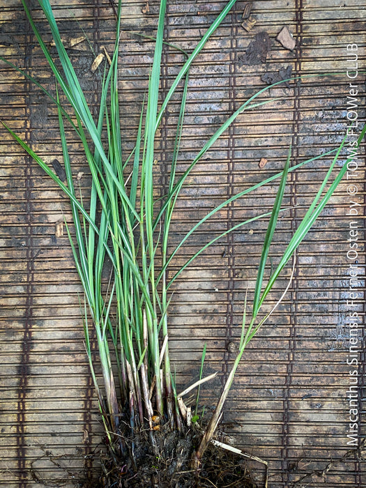 Miscanthus sinensis Ferner Osten ornamental grass with red flower plumes for sale at TOMs FLOWer CLUB.