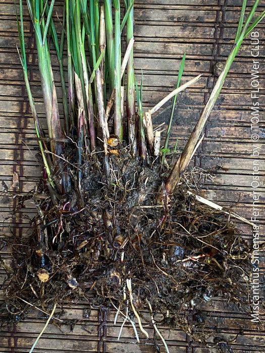 Bare-root Miscanthus Ferner Osten plant freshly dug from organic garden for sale at TOMs FLOWer CLUB