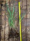 Hardy ornamental grass Miscanthus sinensis Ferner Osten with copper-red autumn flowers for sale at TOMs FLOWer CLUB