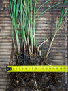 Organically grown Miscanthus sinensis Ferner Osten ready for terrace or garden planting at TOMs FLOWer CLUB