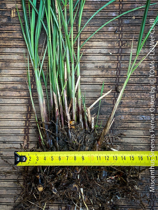 Organically grown Miscanthus sinensis Ferner Osten ready for terrace or garden planting at TOMs FLOWer CLUB
