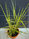 Miscanthus sinensis ‘Strictus’ with distinctive yellow-golden horizontal leaf bands, for sale at TOMs FLOWer CLUB.