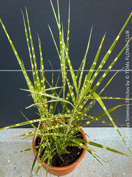 Miscanthus sinensis ‘Strictus’ with distinctive yellow-golden horizontal leaf bands, for sale at TOMs FLOWer CLUB.