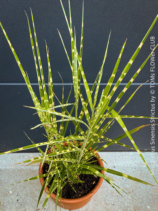 Miscanthus sinensis ‘Strictus’ with distinctive yellow-golden horizontal leaf bands, for sale at TOMs FLOWer CLUB.