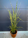 Upright Miscanthus sinensis ‘Strictus’ ornamental grass in a new clay pot