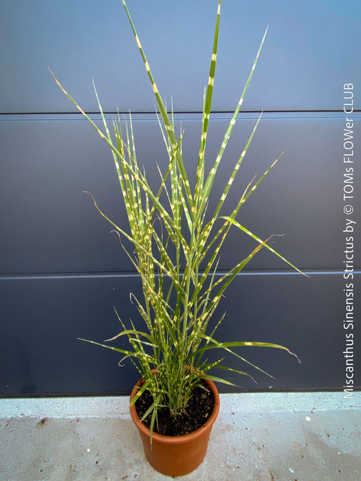 Upright Miscanthus sinensis ‘Strictus’ ornamental grass in a new clay pot